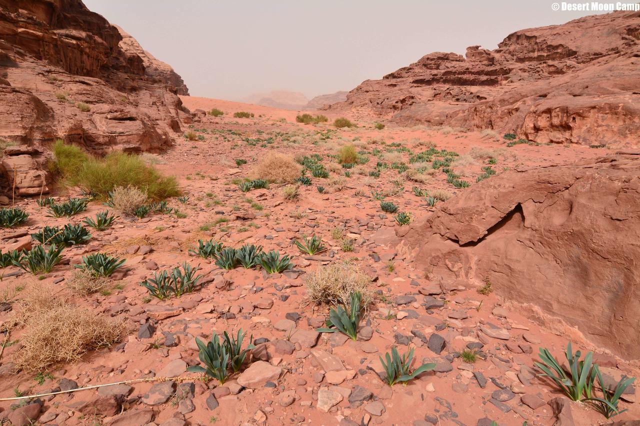 Desert Moon Camp Wadi Rum Luaran gambar